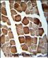 ATP5O Antibody (N-term)